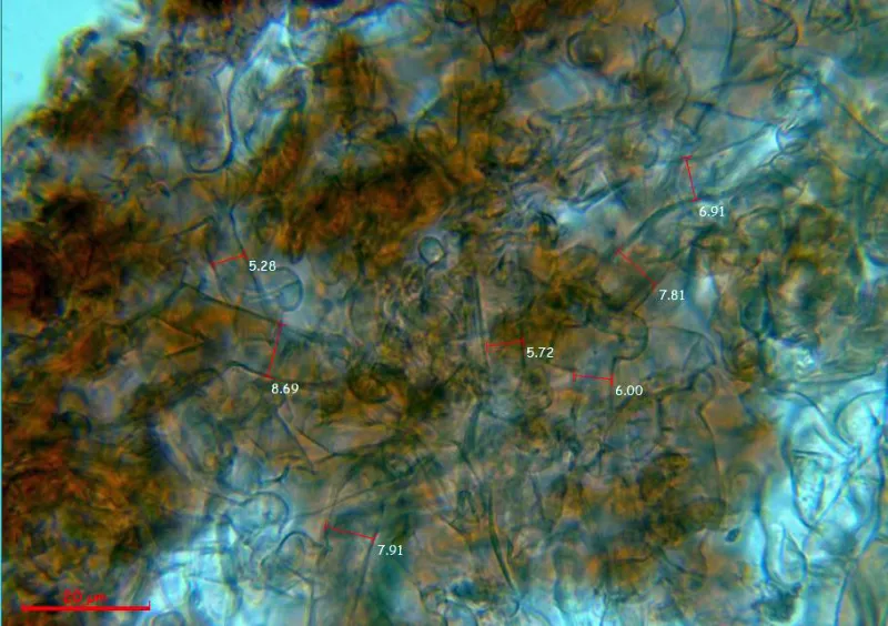 Amylocorticiellum cremeoisabellinum 10 - Medidas hifas subiculares